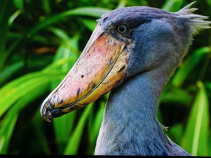 shoebill